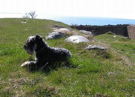Dvaergschnauzer Cookie billede 15
