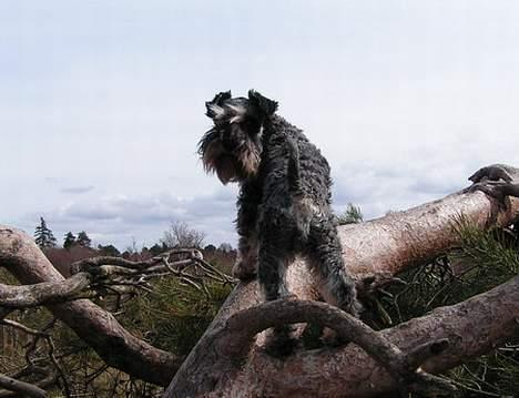 Dvaergschnauzer Cookie billede 16