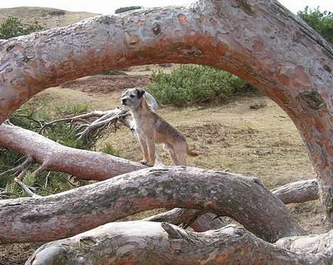 Border terrier Charlie - Charlie ved Heather Hill billede 16