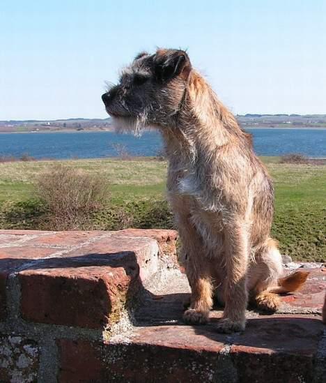 Border terrier Charlie - Charlie ved Kalø Slotsruin billede 17