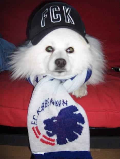 Japansk spids Benji - kan jeg ikk blive Don Ø´s nye maskot...? billede 10