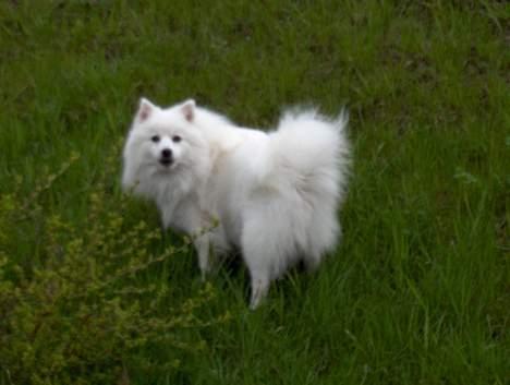 Japansk spids Benji - det er dejligt a have en vold i baghaven.. billede 11