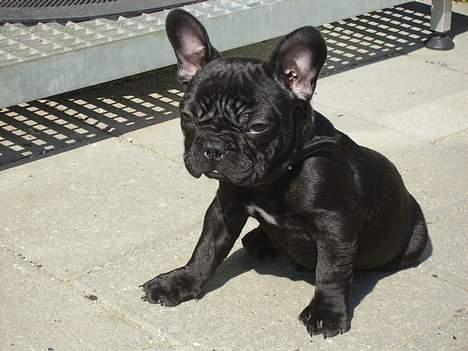 Fransk bulldog King billede 1