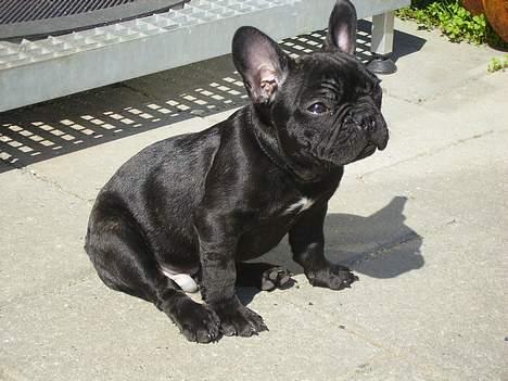 Fransk bulldog King billede 2