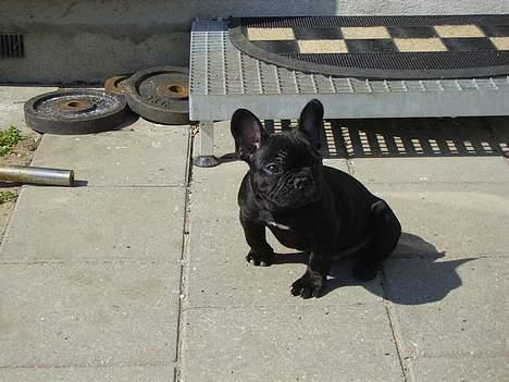 Fransk bulldog King billede 3