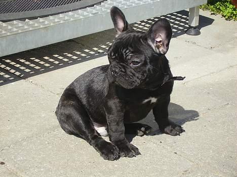 Fransk bulldog King billede 4