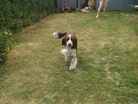 Engelsk springer spaniel kvik billede 12