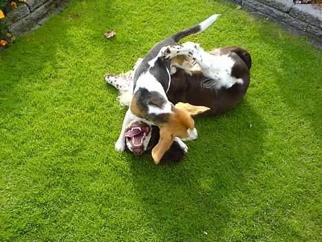 Engelsk springer spaniel kvik billede 13