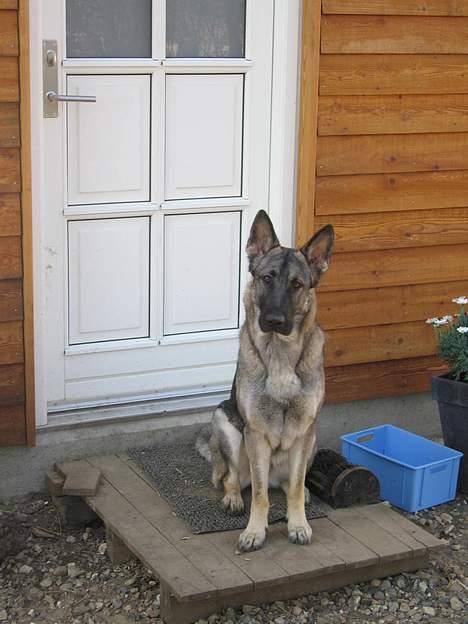 Schæferhund Ni-Busa's Djeannie - Her sidder jeg foran hoveddøren... 5/5-06 billede 18