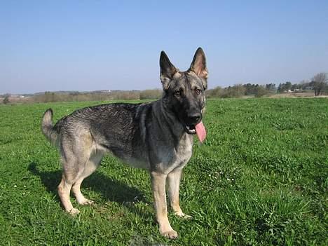 Schæferhund Ni-Busa's Djeannie - Her er jeg ude på marken sammen med Bowie... 5/5-06 billede 19