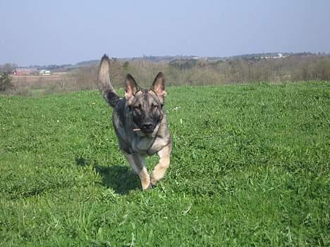 Schæferhund Ni-Busa's Djeannie - Har lige hentet en pind til Vicki... 5/5-06 billede 20