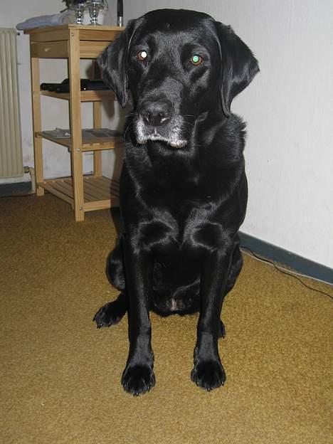 Labrador retriever Chica - Hjemme i stuen... Er ved at blive lidt grå om mulen... Alt har vel sin charme...? billede 14