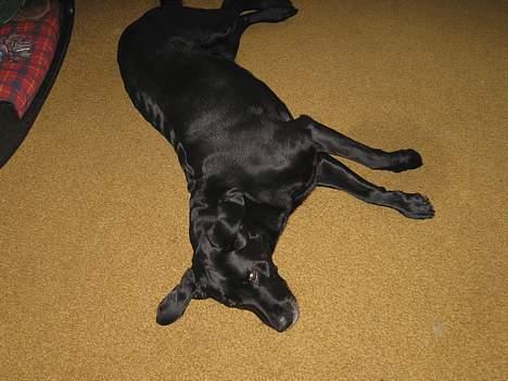 Labrador retriever Chica - Åhh jøsses, jeg er træt... Flader ud på gulvet... billede 15