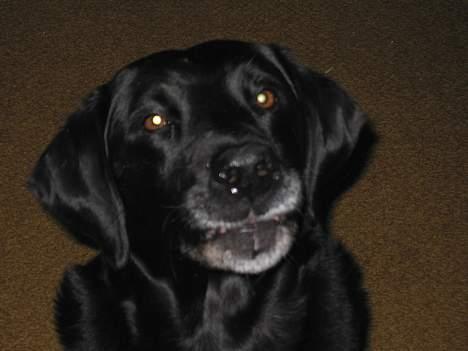 Labrador retriever Chica - Funny face... Tror nok at jeg hvisker på billedet, men det kan man jo ikke hører...  billede 16