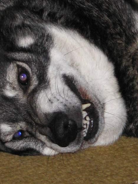 Jämthund Bowie - Se mine flotte bisser.. Najh... Det er djeaniie, der for en advarsel om, at nu kan hun godt slappe af! billede 7