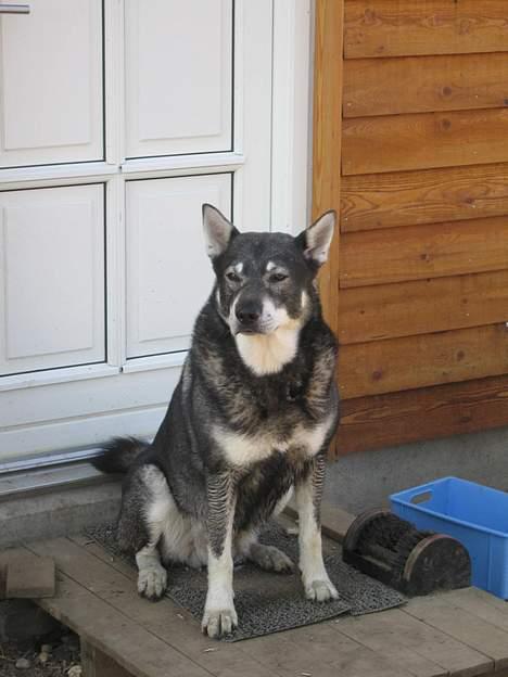 Jämthund Bowie - Foran døren... Har gået nede i et af vores vandhuller, og set efter mosegrise... 5/5-06 billede 8