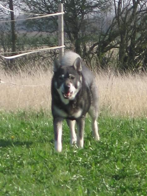 Jämthund Bowie - Kommer nu... Bowie i lunte trav hen over marken... 5/5-06 billede 9