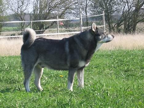 Jämthund Bowie - Står lige og vejre i vinden... Og så holder jeg også lige øje med hestene... billede 10