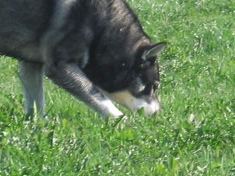 Jämthund Bowie - Der er noget, der lugter godt...  billede 11