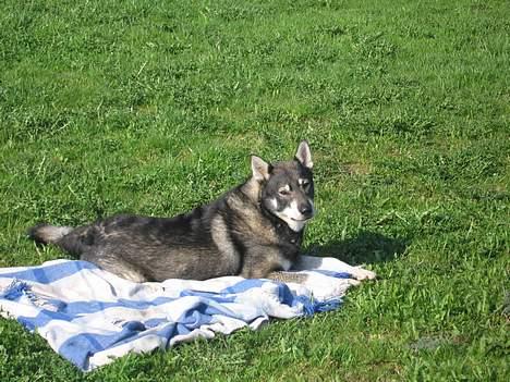 Jämthund Bowie - Hihi... Jeg har overtaget tæppet...!! =0) billede 12