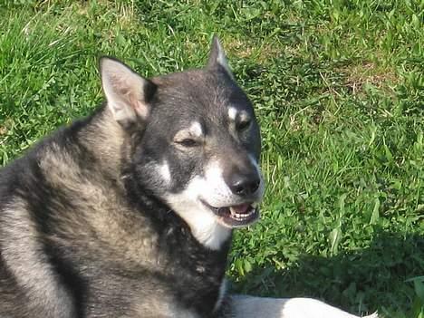 Jämthund Bowie - Ser jeg ikk lidt rå ud??? billede 13