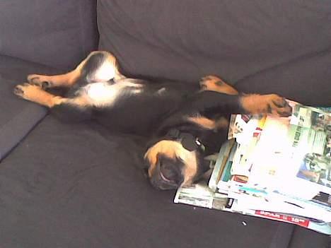 Rottweiler Samson - Hehe.. Hvorfor sove i hundekurven, når jeg har hele sofaen for mig selv :-D billede 1
