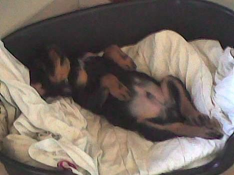 Rottweiler Samson - Jeg kan da også ligge i kurven, når mor smider mig ned af sofaen. Ligger da meget godt :-) billede 2