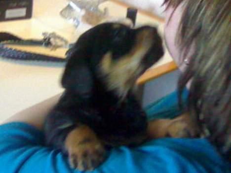 Rottweiler Samson - Her er jeg 5 uger gammel og min mor besøger mig for første gang, jeg boede nemlig lidt langt væk, men mor kørte gerne 250 km. for at besøge mig :-) billede 3