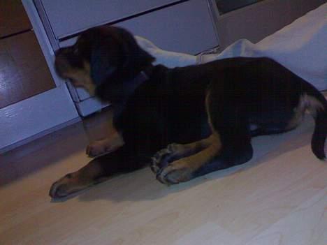 Rottweiler Samson - Se lige hvor pænt jeg kan tigge mor, du er jo igang med at smøre madpakke til far, mon der falder et stykke mad ned til mig?! Man har jo lov at håbe :-) billede 4