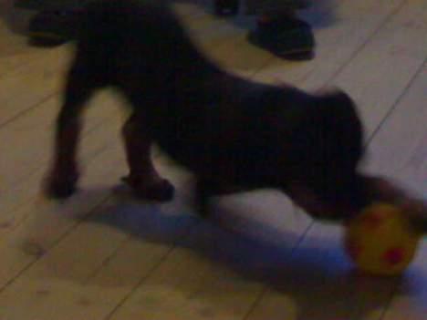 Rottweiler Samson - Det var da en sjov ting der triller når jeg rammer den med poten eller snuden.. Har lidt problemer med at få samlet den op :-) billede 5