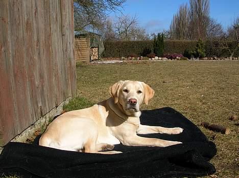 Labrador retriever Tessa billede 13