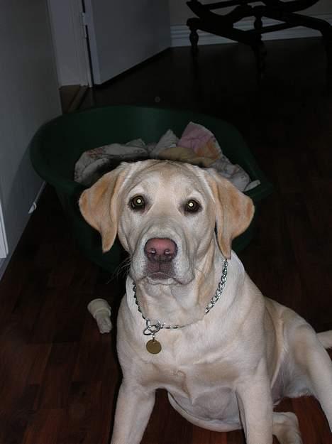 Labrador retriever Tessa billede 14