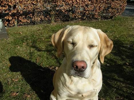 Labrador retriever Tessa billede 15