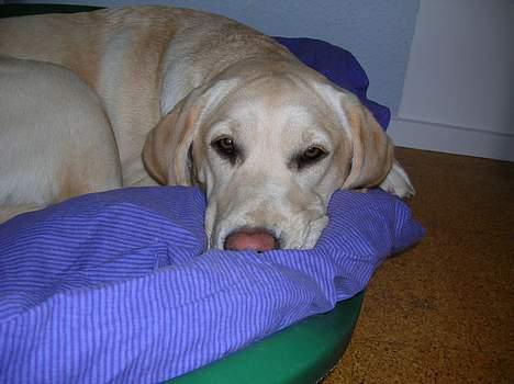 Labrador retriever Tessa billede 16