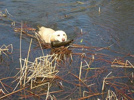 Labrador retriever Tessa billede 17