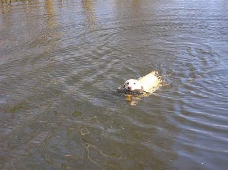 Labrador retriever Tessa billede 18