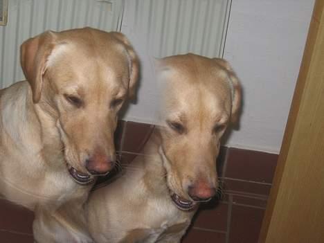 Labrador retriever Janus - Janus <33 billede 12