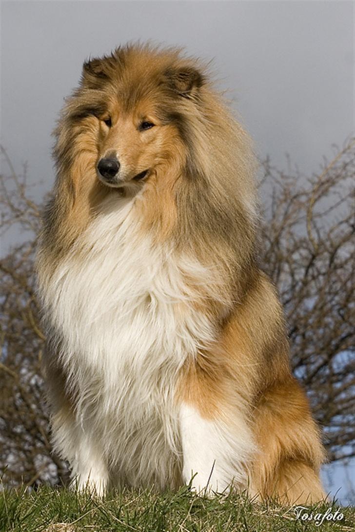 Collie langhåret Gimli - flot fyr på 11 mdr. billede 3