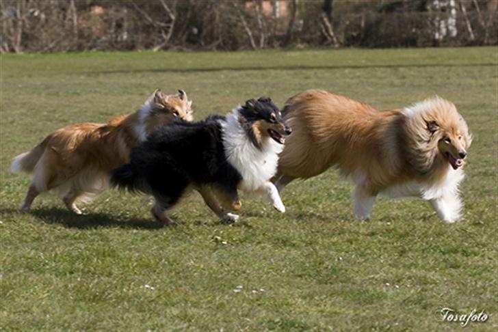 Collie langhåret Gimli - 11 mdr. billede 4