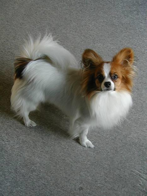 Papillon Gizmo R.I.P. - Gizmo elsker at være fotomodel billede 2