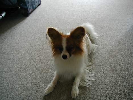 Papillon Gizmo R.I.P. - Gizmo som unghund på ca. 10 mrd. billede 3