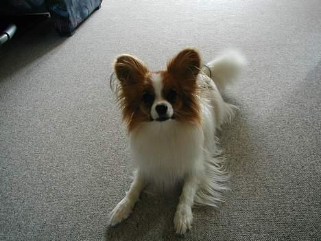 Papillon Gizmo R.I.P. - Er jeg ikke dygtig til at ligge dæk. billede 4