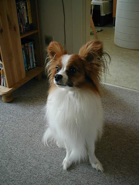 Papillon Gizmo R.I.P. billede 5