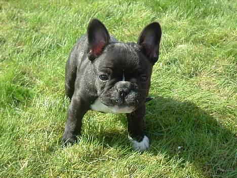 Fransk bulldog Alfredo billede 10