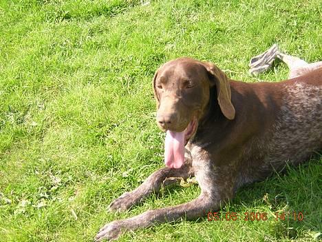 Korthåret hønsehund Thor billede 15