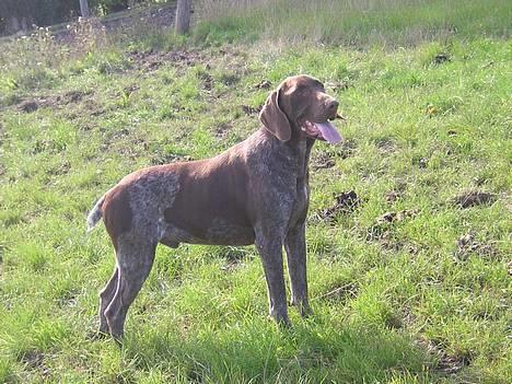 Korthåret hønsehund Thor billede 16