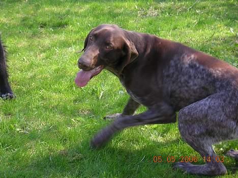 Korthåret hønsehund Thor billede 17