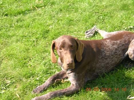 Korthåret hønsehund Thor billede 18