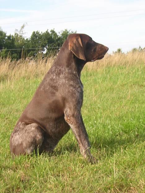 Korthåret hønsehund Thor billede 19