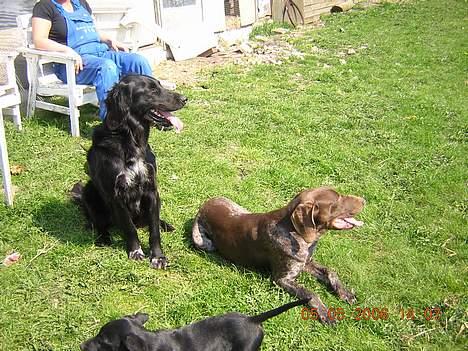 Korthåret hønsehund Thor billede 20